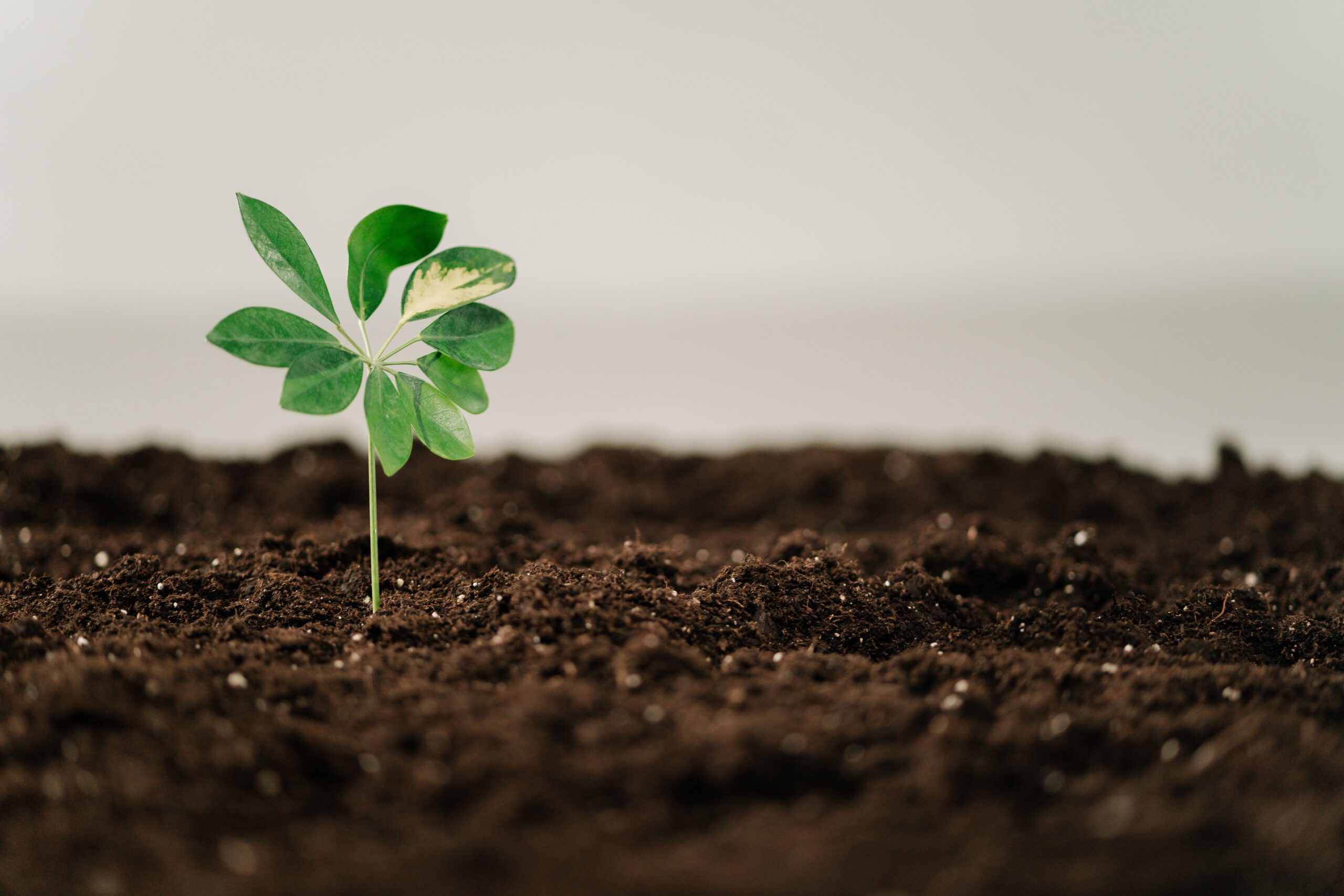 Premium Vermicompost